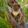 Koala - Phascolarctos cinereus 4678
